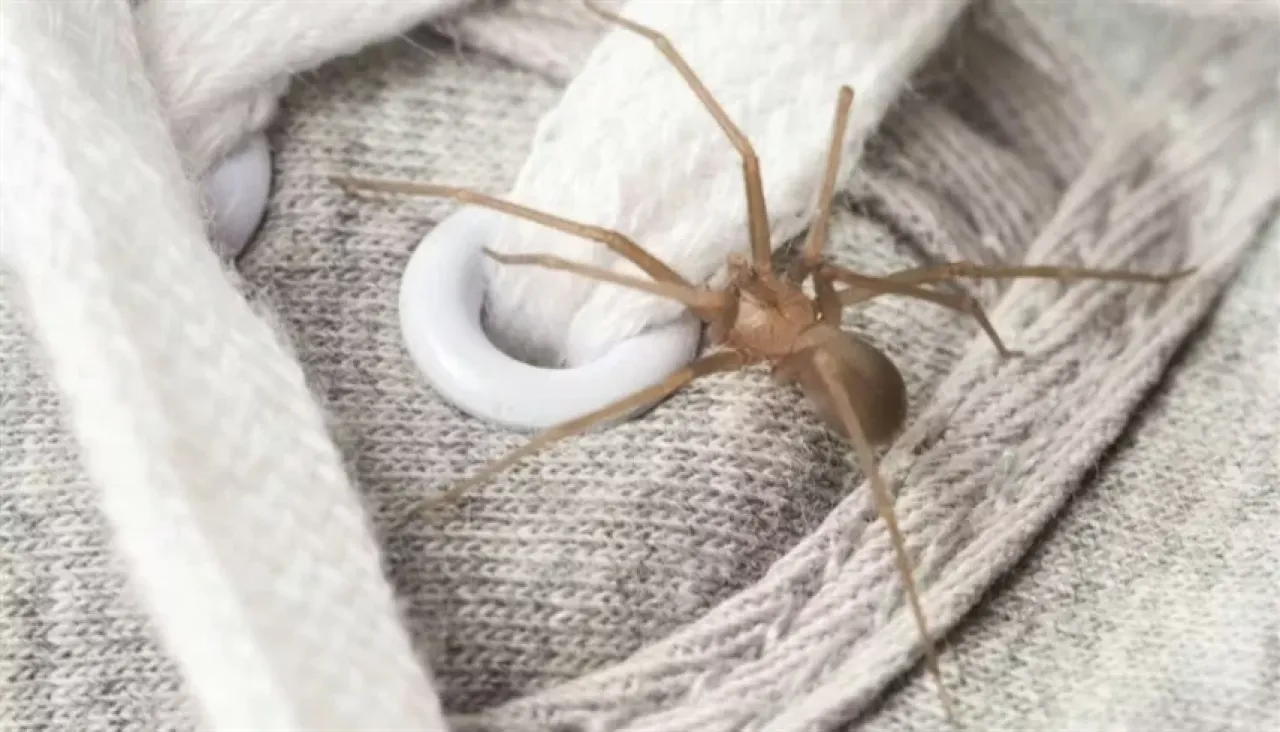 ألمانيا: سيدة تنسى 20 عنكبوتاً ساماً على متن قطار