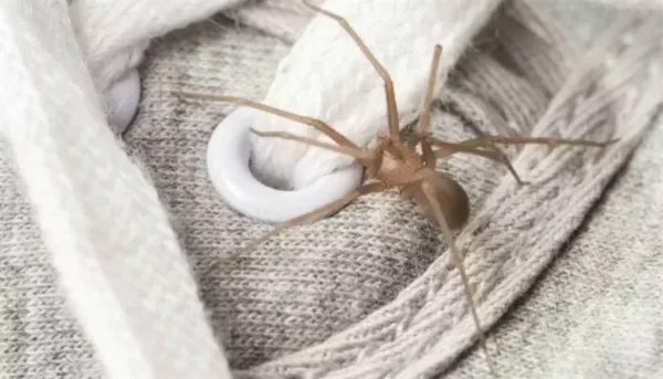 ألمانيا: سيدة تنسى 20 عنكبوتاً ساماً على متن قطار