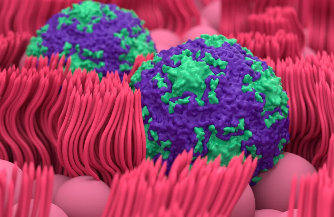 كيف يخدع فيروس الزكام الجهاز المناعي ويختبئ لسنوات دون أعراض؟