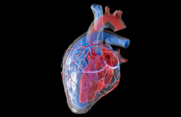 شباب القلب: غذاء واحد يحميك مع التقدم في العمر