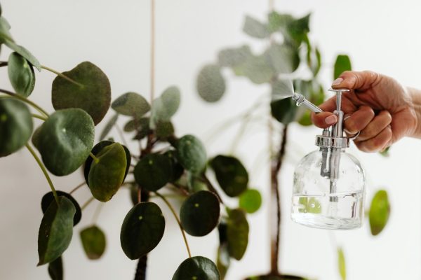 استمتعي بحماية نباتاتك باستخدام 5 خلطات طبيعية سهلة التحضير لطرد الآفات دون المواد الكيميائية الضارة.