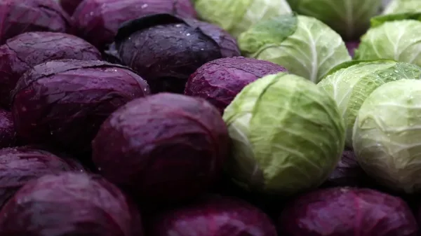 الملفوف الأحمر أم الأخضر.. أيهما أفضل لصحة أمعائك؟