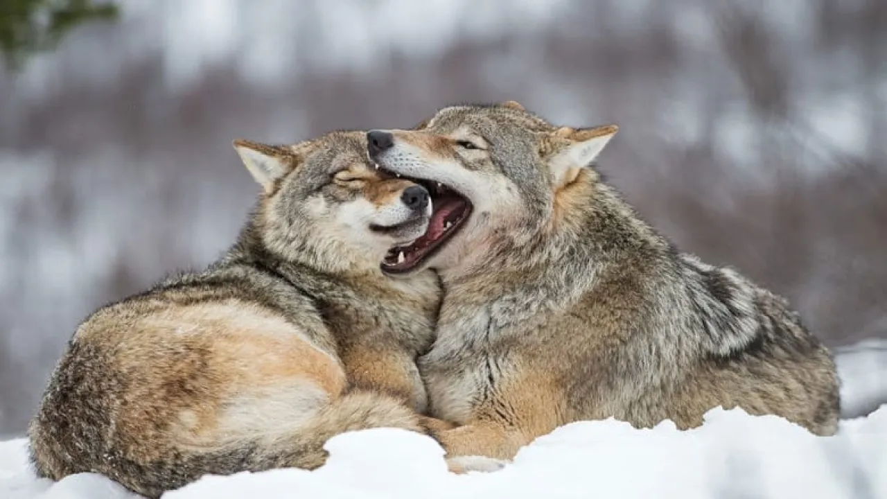 بعد 40 عامًا.. ذئاب (تشيرنوبيل) تطور حصانة وراثية ضد السرطان