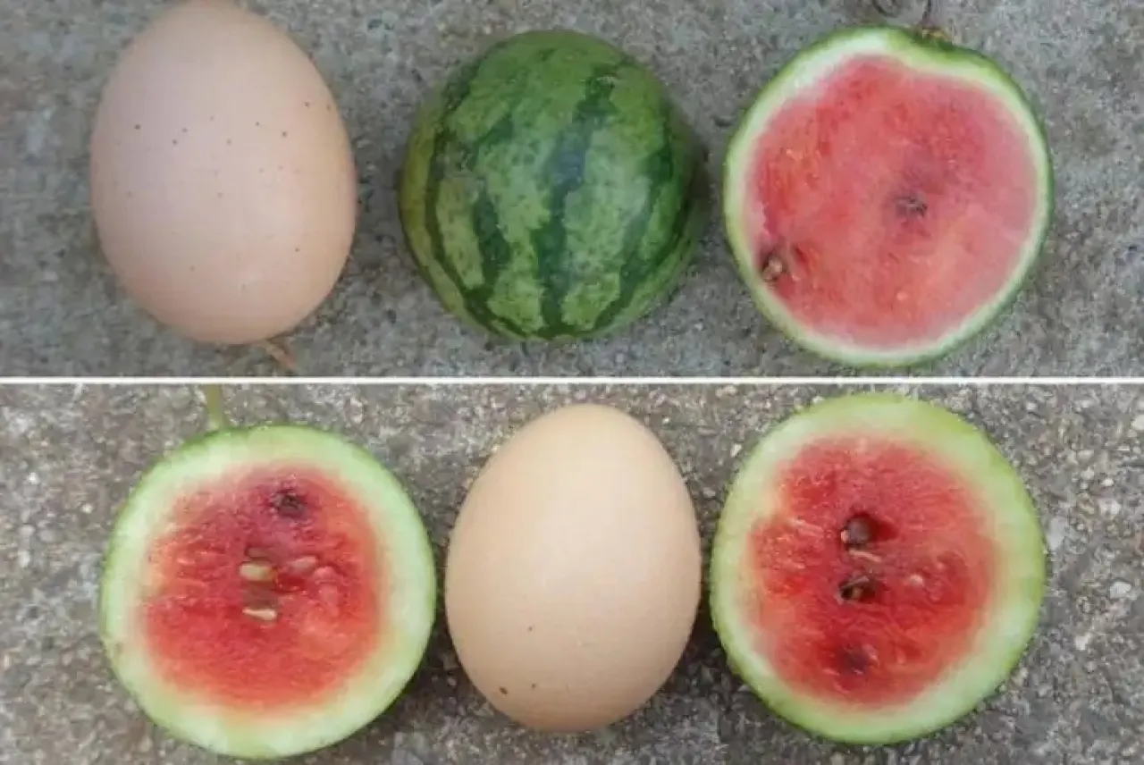 بطيخ بحجم بيضة الدجاج.. ابتكار جديد قد يغير مستقبل الزراعة