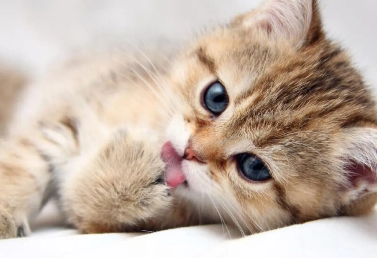 لماذا تتوقف القطط فجأة عن تناول طعامها؟ العلم يكشف الحقيقة