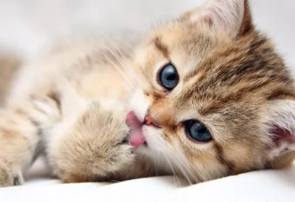 لماذا تتوقف القطط فجأة عن تناول طعامها؟ العلم يكشف الحقيقة