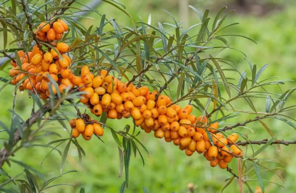 نبات بري يحسن المناعة ويدعم صحة الكبد والدماغ