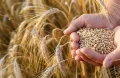 تحت ضغط الوقود والحروب.. المائدة العالمية تواجه قفزة سعرية هي الأعلى في 3 سنوات