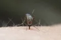 البعوض.. أخطر كائن على البشر رغم حجمه الصغير