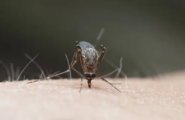 البعوض.. أخطر كائن على البشر رغم حجمه الصغير
