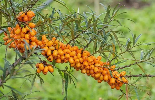 نبات بري يحسن المناعة ويدعم صحة الكبد والدماغ