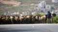 الحمى المالطية تهدد الثروة الحيوانية في ريف جنين.. شكاوى من غياب التدخل الحكومي