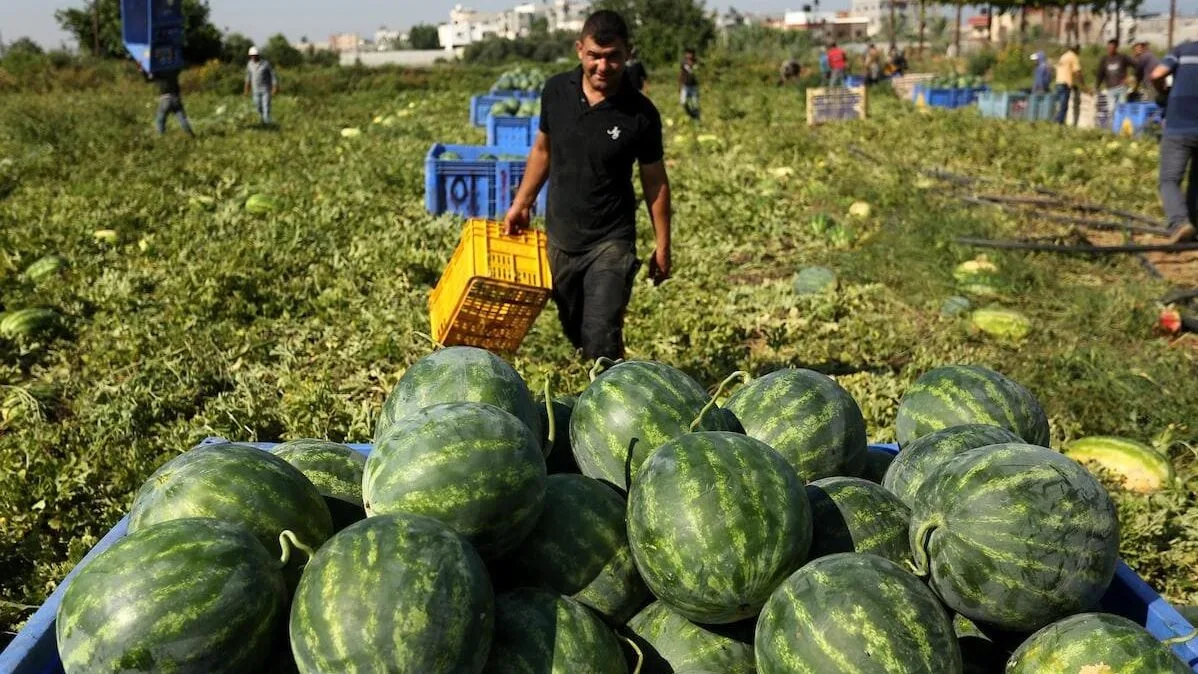 الكيلو بشيكل واحد.. هل أغرق البطيخ الإسرائيلي المصاب أسواقنا؟ “الزراعة” توضح