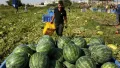 الكيلو بشيكل واحد.. هل أغرق البطيخ الإسرائيلي المصاب أسواقنا؟ “الزراعة” توضح