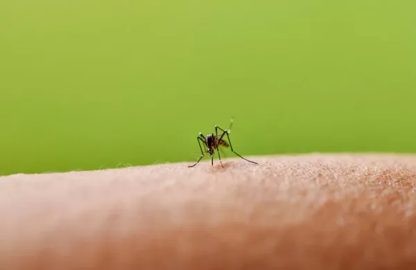 لدغة حشرة صغيرة قد تخفي مرضا خطيرا.. علامة تحذيرية لا يجب تجاهلها