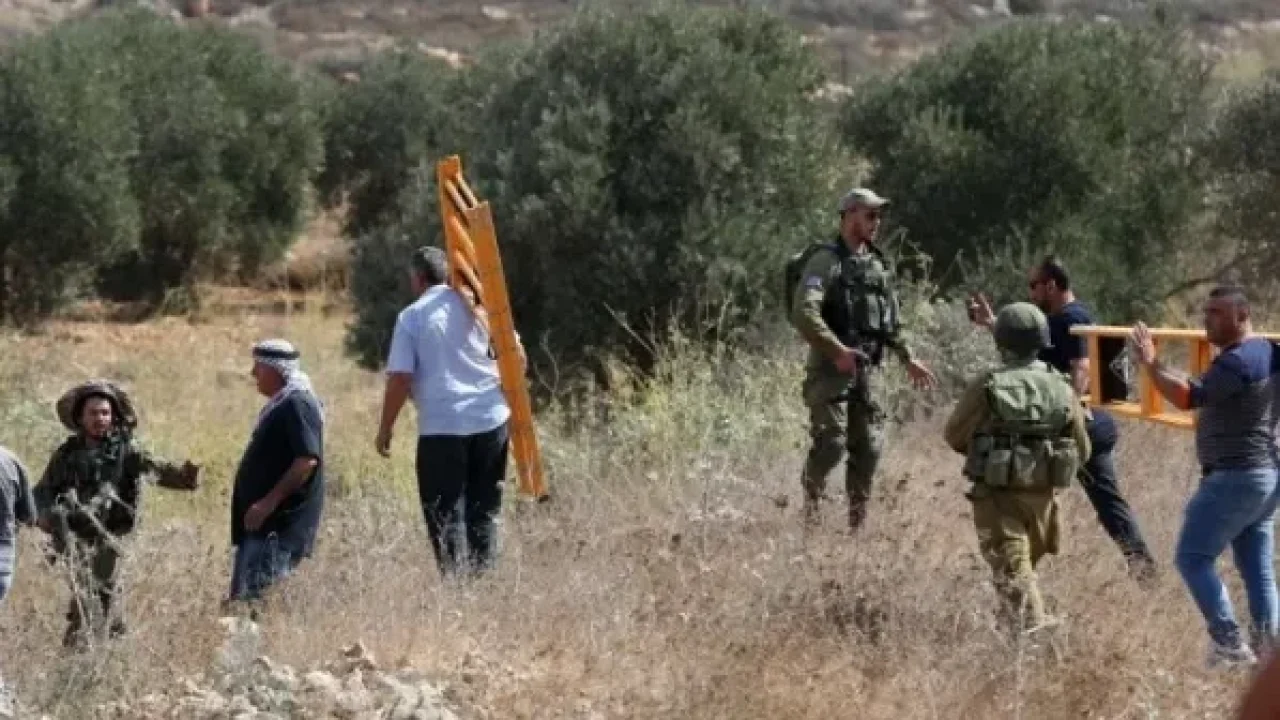 مستعمرون ارهابيون يهاجمون قاطفي الزيتون ويستولون على جرار زراعي في برقة