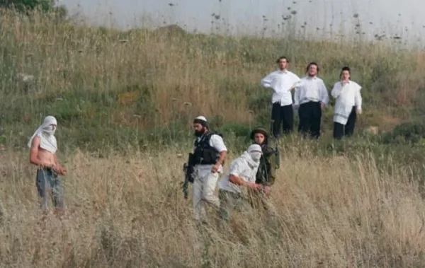 مستوطنون يهاجمون مزارعين خلال قطف الزيتون في برقا غرب رام الله ويجبرونهم على مغادرة أراضيهم