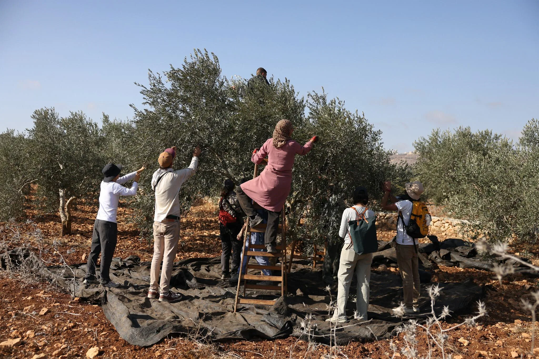 منع المزارعين من قطف الزيتون يفاقم البطالة والفقر ويعمّق ركود الاقتصاد الفلسطيني
