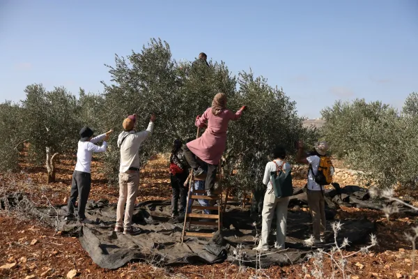 منع المزارعين من قطف الزيتون يفاقم البطالة والفقر ويعمّق ركود الاقتصاد الفلسطيني