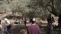 تواصل اعتداءات المستوطنين في الضفة.. إصابات وسرقة لمحاصيل الزيتون ومنع المزارعين من الوصول إلى أراضيهم