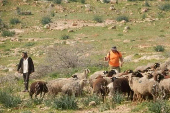 مستوطنون يرعون أغنام في أراضٍ مزروعة بالزيتون بقرية المغير