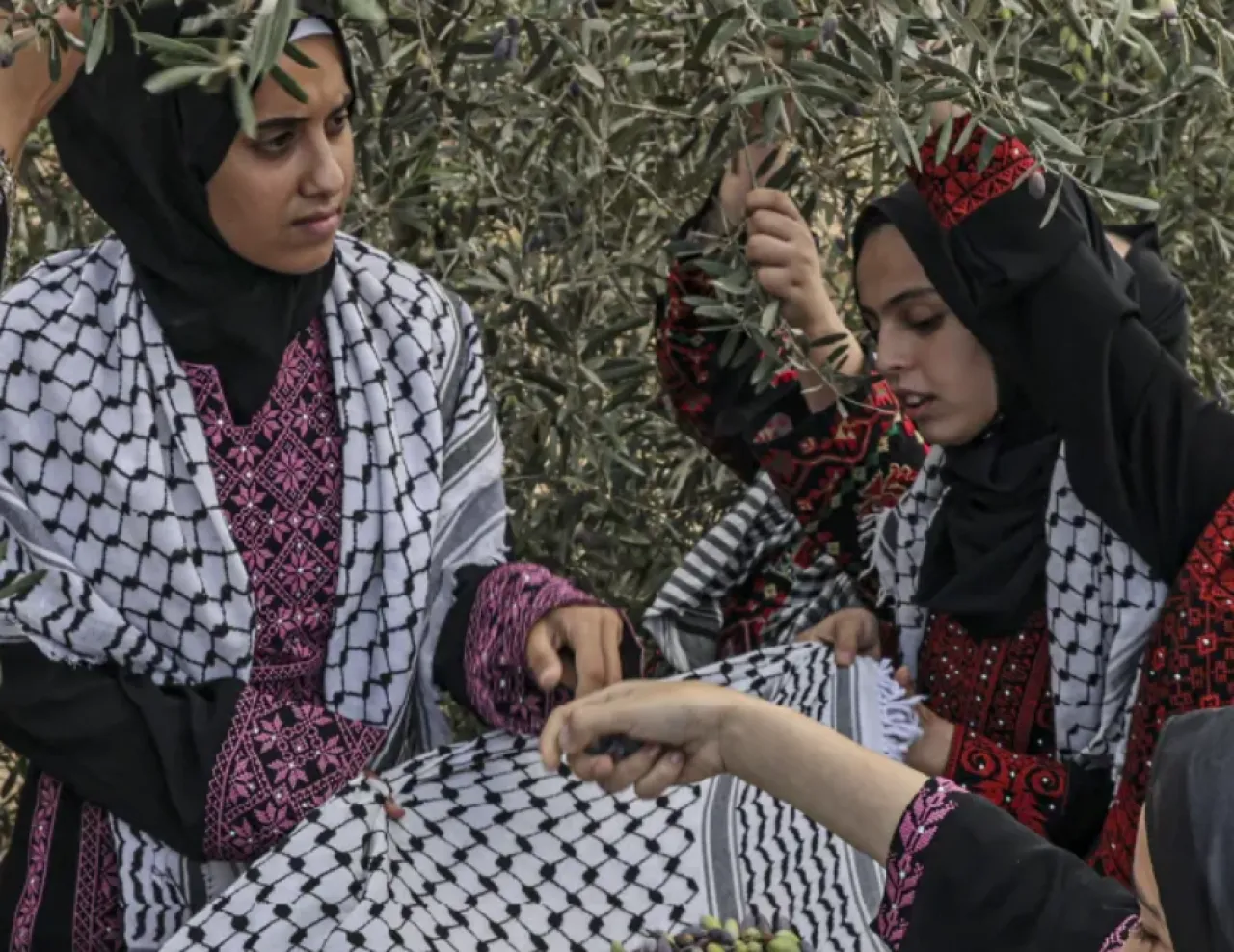 ماذا تعرف عن زيتون المسجد الأقصى ومن يقطفه؟