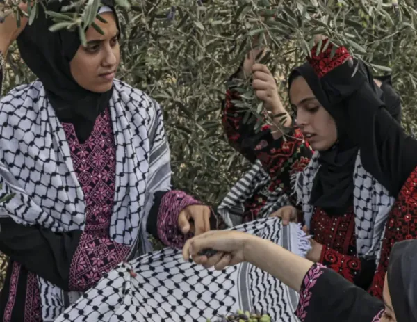 ماذا تعرف عن زيتون المسجد الأقصى ومن يقطفه؟